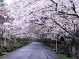 公渕公園の桜のトンネル