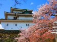 桜の和歌山城