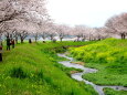 小川の桜春爛漫