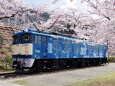 機関車と桜