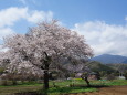 里山に咲く一本桜