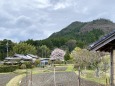 里山に桜