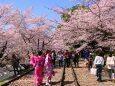 桜の蹴上インクライン