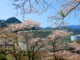 桜の東紀州
