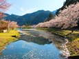 川を流れる桜