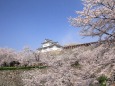 鶴山公園の桜