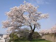 高台に咲く一本の桜