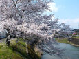 久々利川の桜