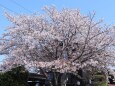 立派な庭先の桜