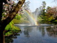 噴水と虹と花筏