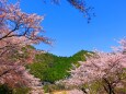 桜の下北山村