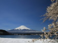 桜に雪と富士山