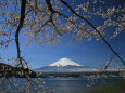 桜の向こうに富士山