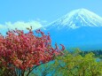 桜と新緑と富士山