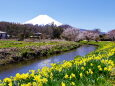 水仙と富士山