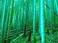 春の竹林タケノコ
