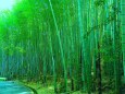 新緑の竹林とタケノコ