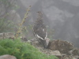 抜戸岳のママ雷鳥