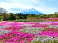 本栖湖芝桜と富士山