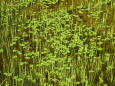 湿原池塘の新緑