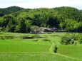 緑の中の山村集落