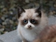 タヌキ顔のネコ
