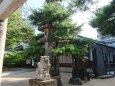松本四柱神社の夏