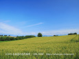 夏の美瑛の丘風景 12～麦畑