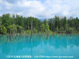 夏の美瑛の風景～青い池