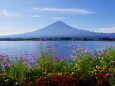 富士山と秋桜