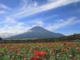 富士山&お花畑