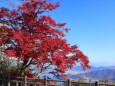 屋島山頂の紅葉