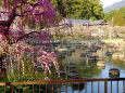 梅の花に囲まれた天満宮菖蒲池