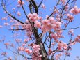 早咲きの陽光桜