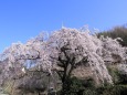 古民家の枝垂れ桜