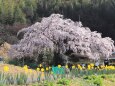 水仙ロードに咲く桜