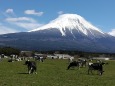 富士山と牧場