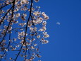 桜の花と上弦の月