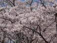 目の前に広がる満開の桜