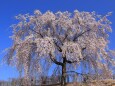 高台に咲く枝垂れ桜-1