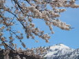 残雪に映える桜