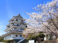 川島城と桜