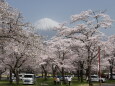 富士山と花見
