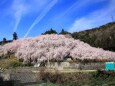 ゆうかの里の垂れ桜