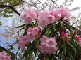 桜背景のシャクナゲ