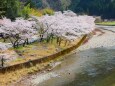川辺の桜