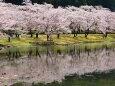 川に映る桜