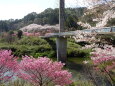 つり橋と桜