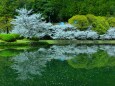 水に映る桜と新緑