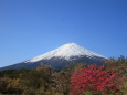 ミツバツツジ&富士山